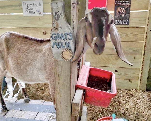 Lulu's Hibiscus Goat Milk Shampoo
